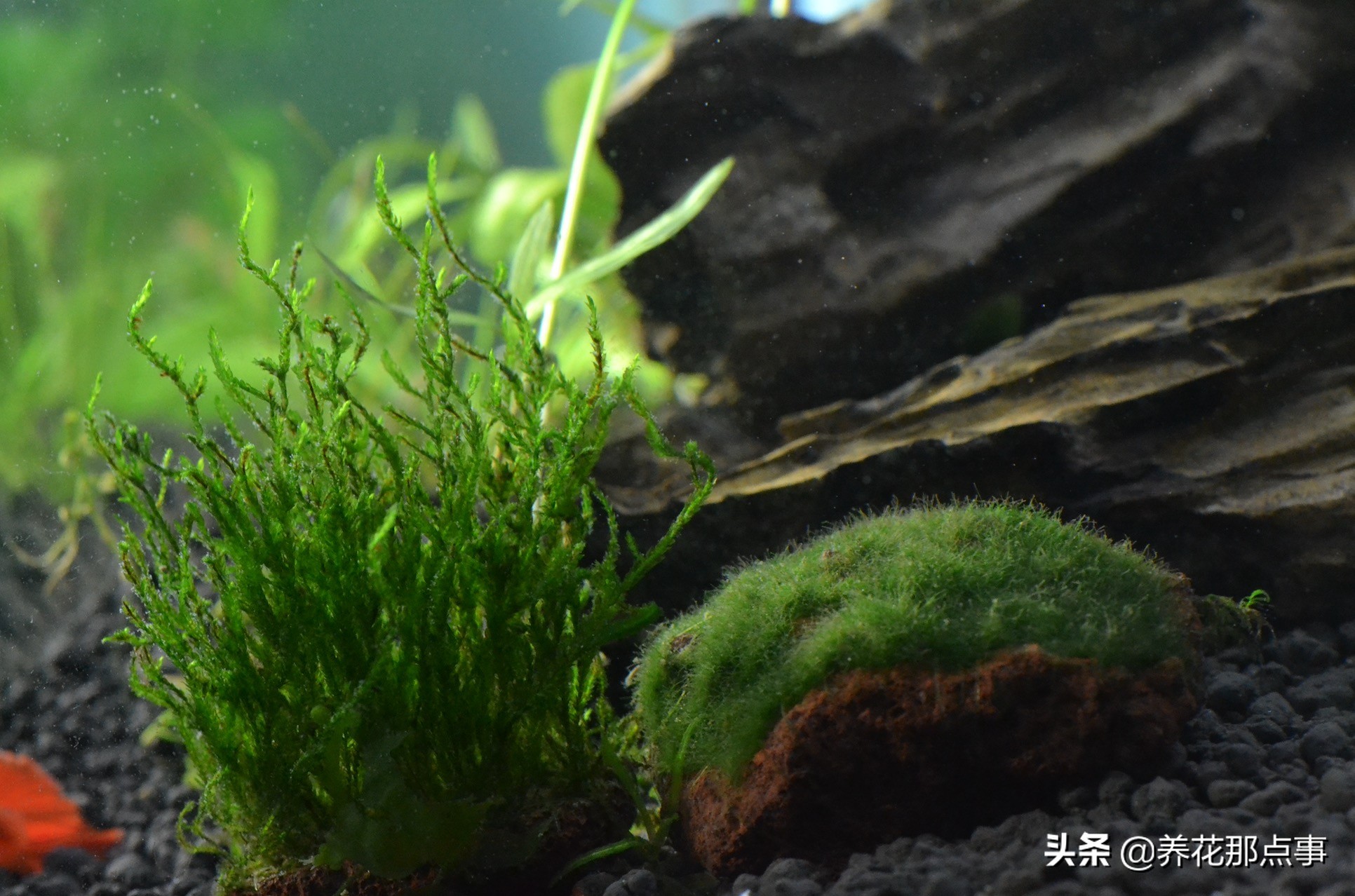 新手养小型热带鱼推荐,热带鱼生态鱼缸养殖必备条件