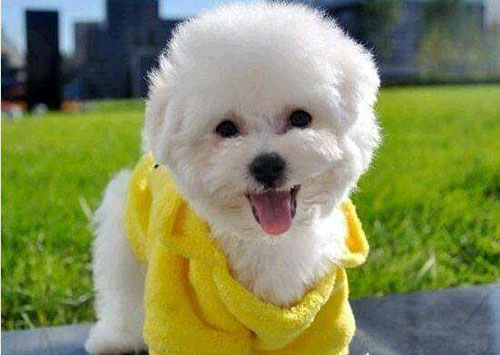 狗狗剪毛剪到肉了,狗狗剪毛剪了一个伤口