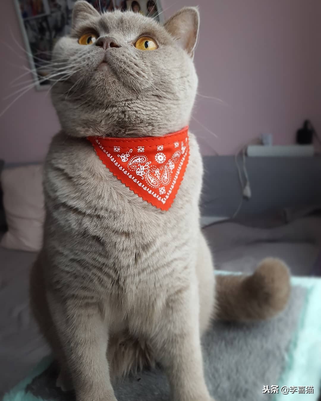 幼猫的各种叫声代表什么,幼猫的叫声越来越微弱是什么征兆