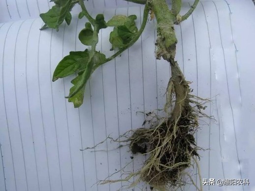 番茄种植为啥会出现株死情况,番茄移栽前后土传病害