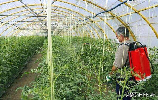 西红柿灰霉病识别与防治,西红柿晚疫病和灰霉病区别和用药