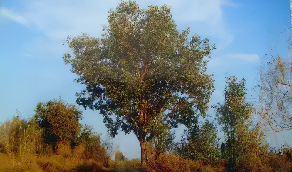 万里丝绸路,万里茶道丝绸之路