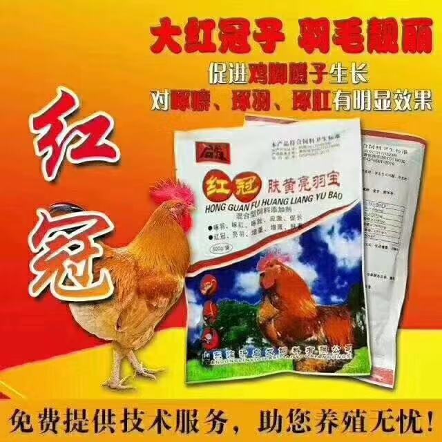 鸡群肠道菌群,鸡群饮水免疫关注啥