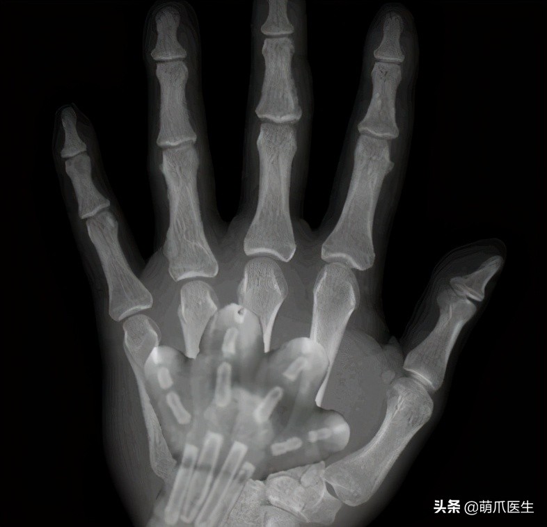 x光猫爪辟谣,猫爪x光是真的吗