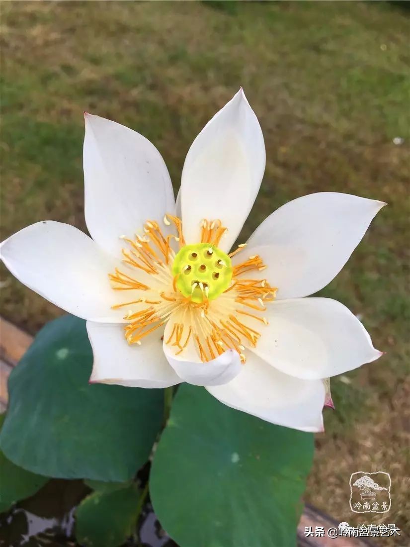 番禺莲花山有什么,莲花山上哪座莲花最多