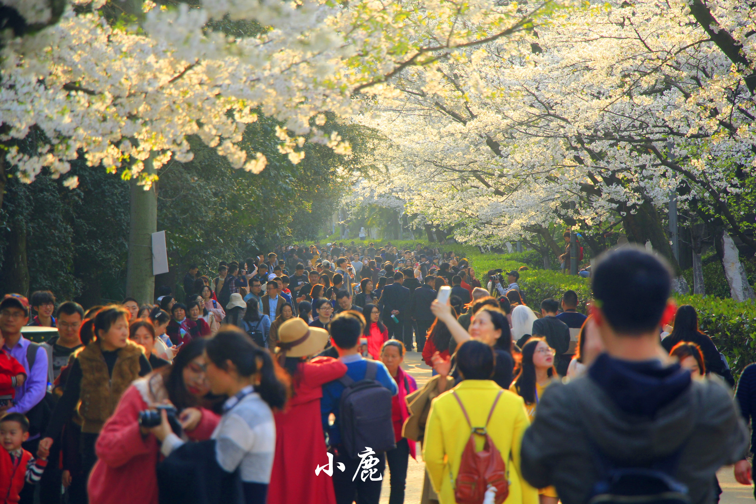 武汉周边赏花踏青好去处,武汉赏樱花旅游攻略