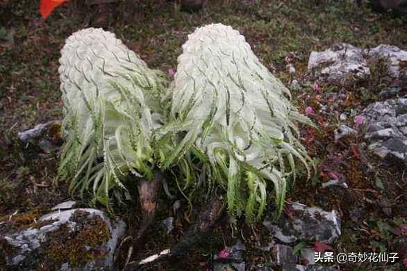 雪莲花的颜值,雪莲花真的有那么神奇吗