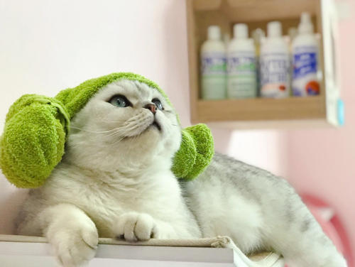 猫咪一坨一坨的掉毛是怎么回事,防止猫咪掉毛小妙招