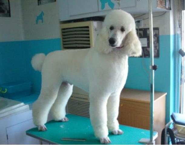 巨型贵宾犬和标准贵宾犬的区别,标准贵宾犬和巨型贵宾犬
