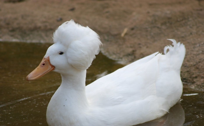 鱼小菜菜酱的萌宠时间（第三期）