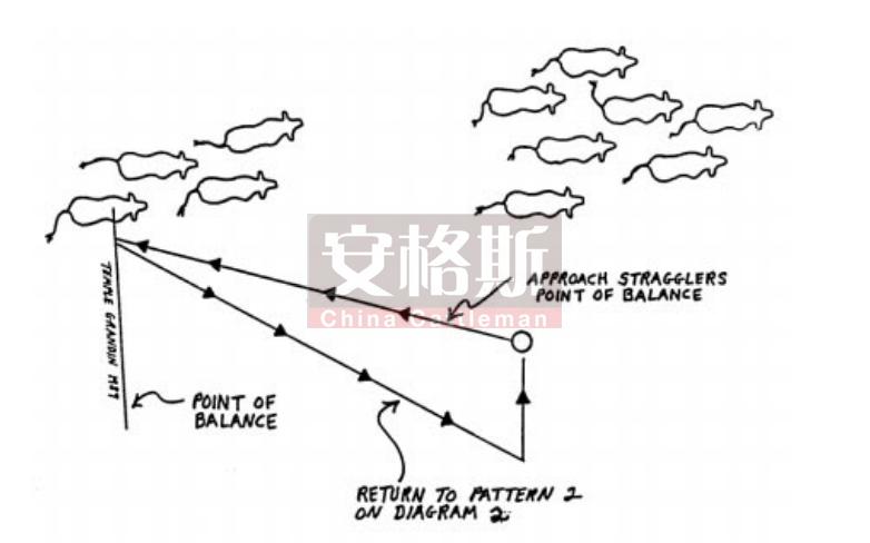牛的行为与精细饲养管理技术指南,牛的行为学