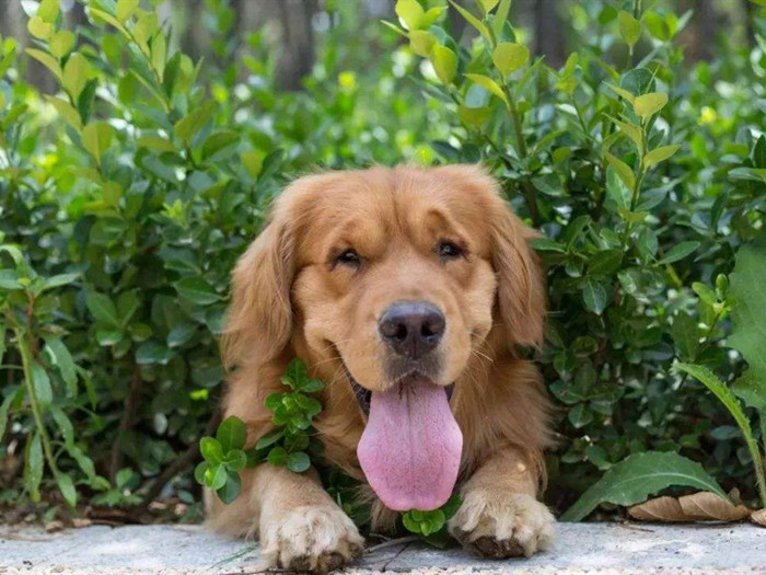 铲屎官防止狗中暑原视频,天气热狗狗中暑