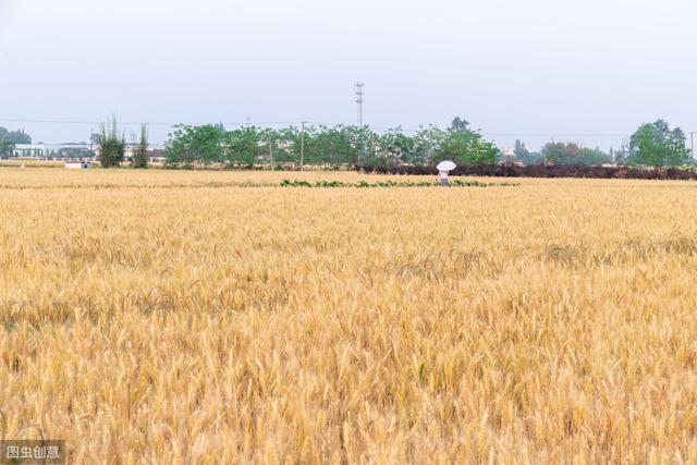 杂交水稻如何撒种,杂交水稻的种植技巧