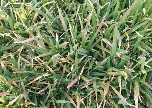 小麦缺肥发黄怎么办,小麦根发黄是什么病