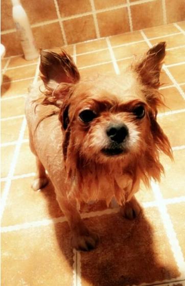 博美掉毛期是什么时候,博美掉毛期的样子图片