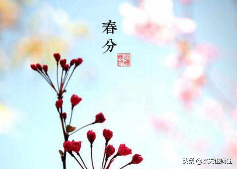 春分的基本含义特征是什么,春分节气的含义的理解
