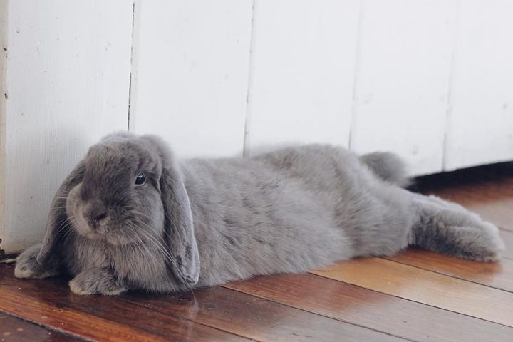 兔子毛球症兔子会不会越来越瘦,兔子毛球病不吃饭了怎么治