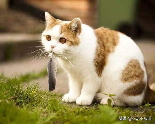猫咪吃了驱虫没有食欲,猫咪吃了驱虫药没有排出虫子
