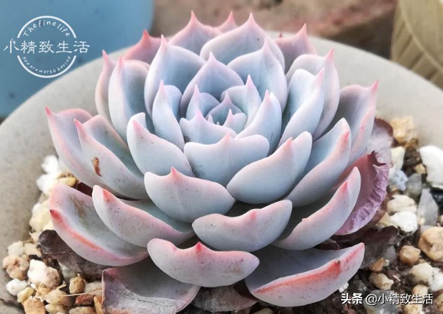 出去旅游怎么给植物浇水,外出旅游家里盆栽植物怎么管理