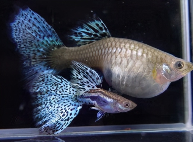 选择给孔雀鱼投喂的食物有很多，但是有一种，不适合投喂鱼苗