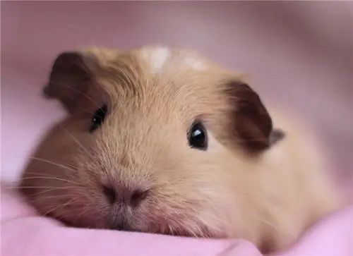 遇到惊吓便流产！天竺鼠胆子到底有多小？为啥会如此胆小呢？