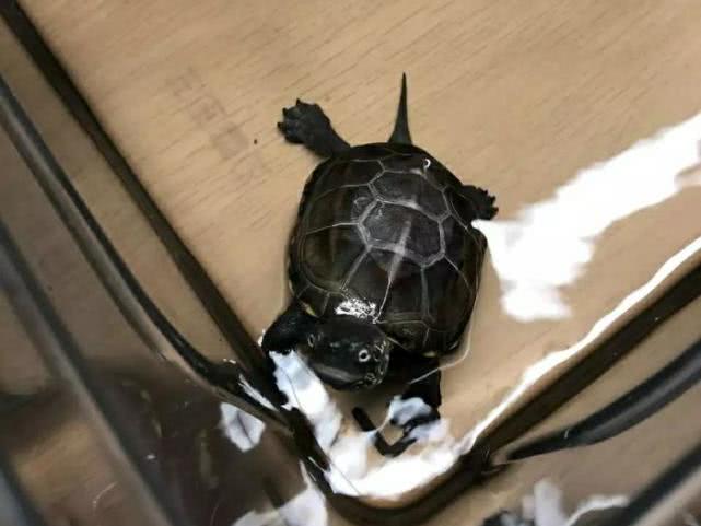 治愈观赏龟,龟宠知识