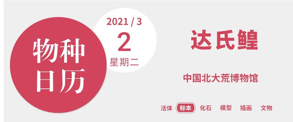 黑龙江大鳇鱼简介,松花江历史上最大的鳇鱼