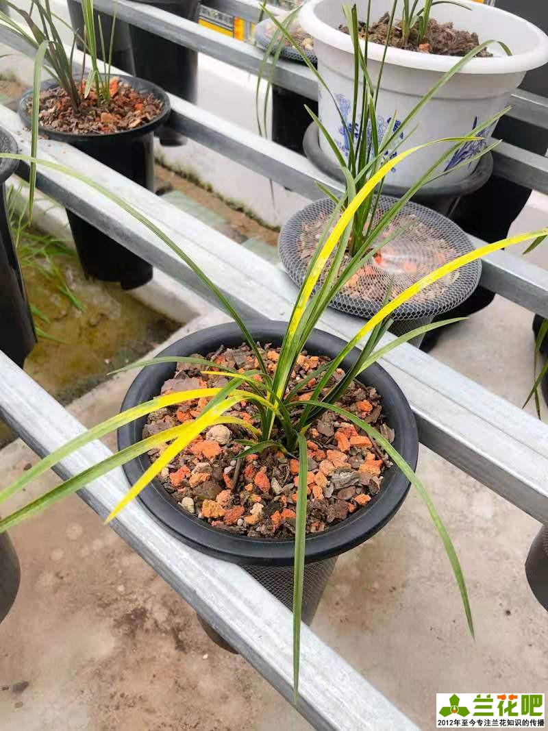 兰花换盆关注事项及养护,兰花怎么养才能快速爆盆