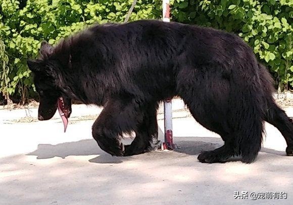 黑狼犬黑熊犬区别,最稀有的黑熊犬