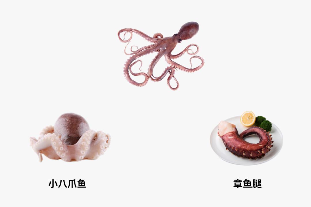 鱿鱼章鱼墨鱼最重要的器官是什么,墨鱼与鱿鱼章鱼八爪鱼有什么区别