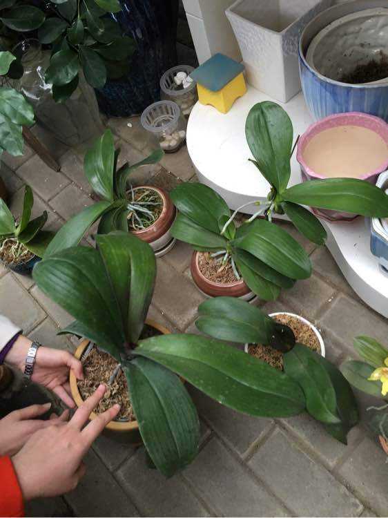 家养3种富贵花福气好运挡不住,过年也要摆上这4种富贵花