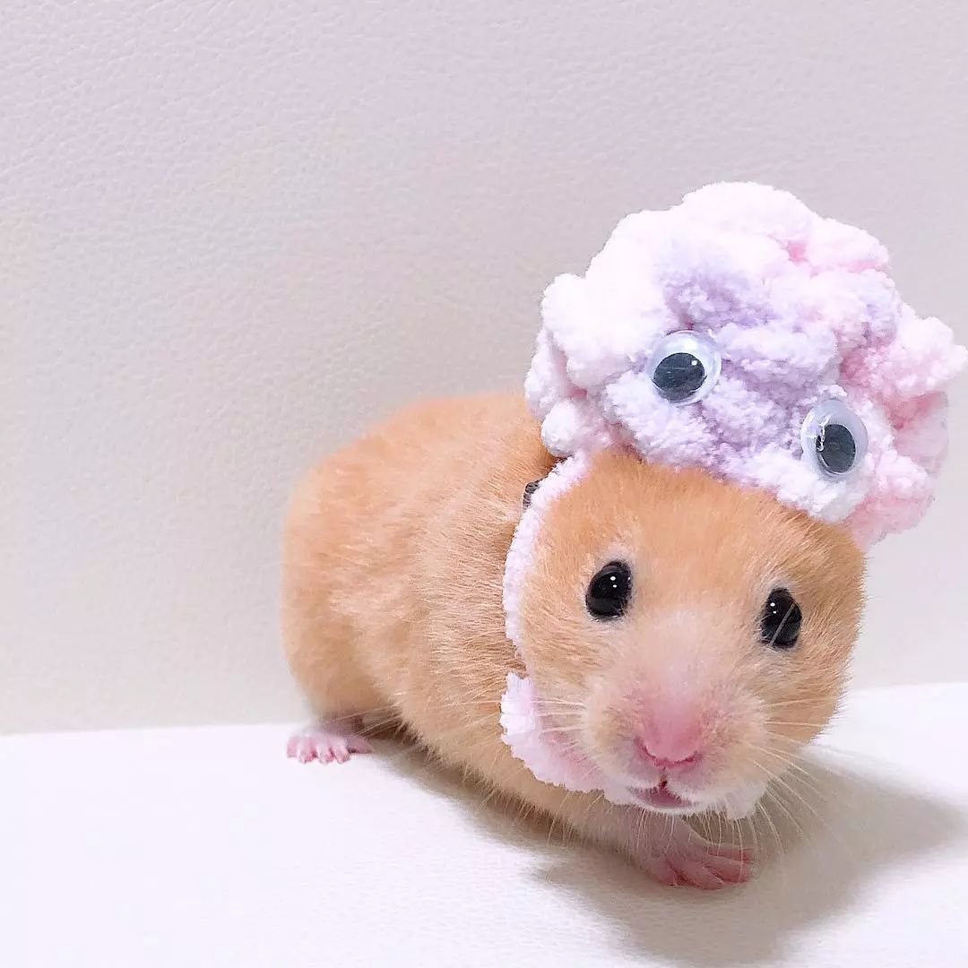 仓鼠真的是死掉了怎么自救,给三线仓鼠准备后事怎么准备