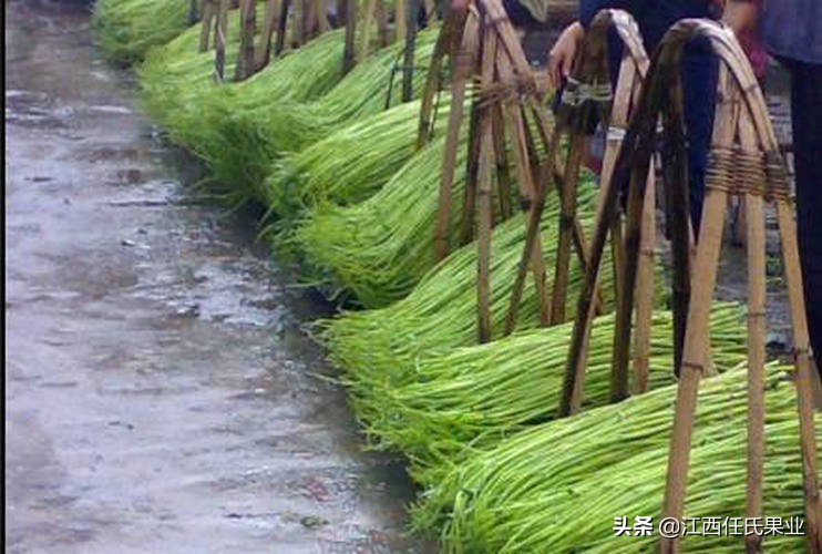 蕹菜又名什么，水蕹菜和空心菜的区别