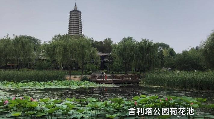 沈阳荷花花海,沈阳周边赏荷花