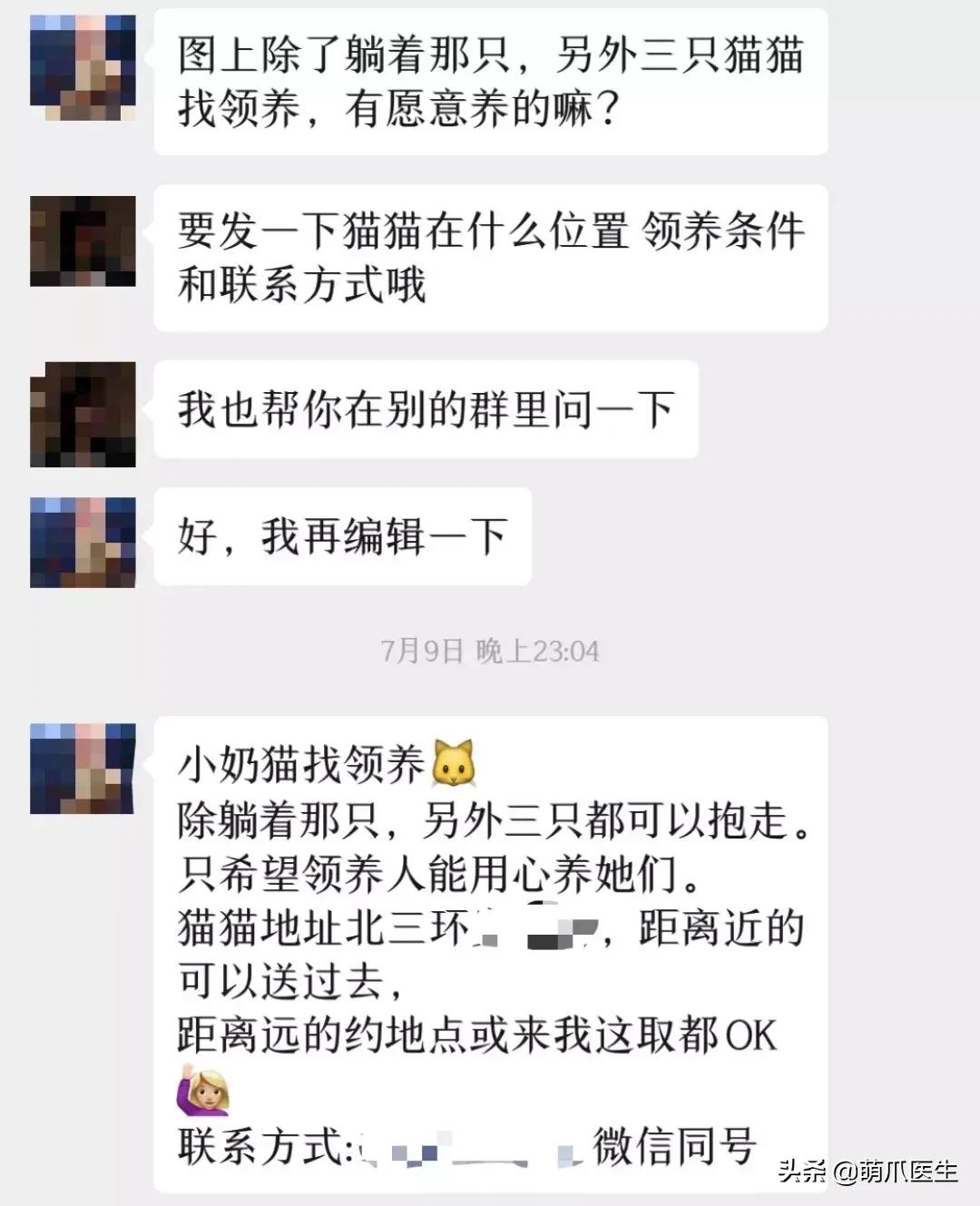 领养一只猫真的很难吗,领养很难