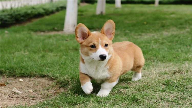 犬发情期关注事项,母小型犬发情怎么处理