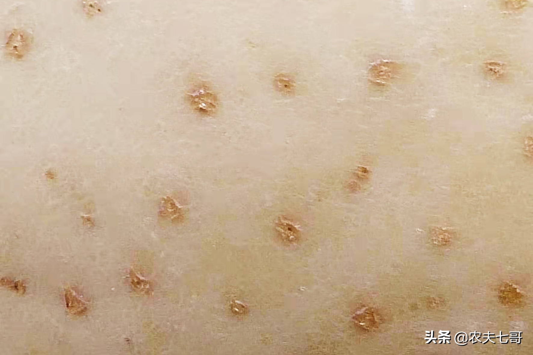 苹果顶上的黑点是啥原因,苹果小圆点有缺点吗