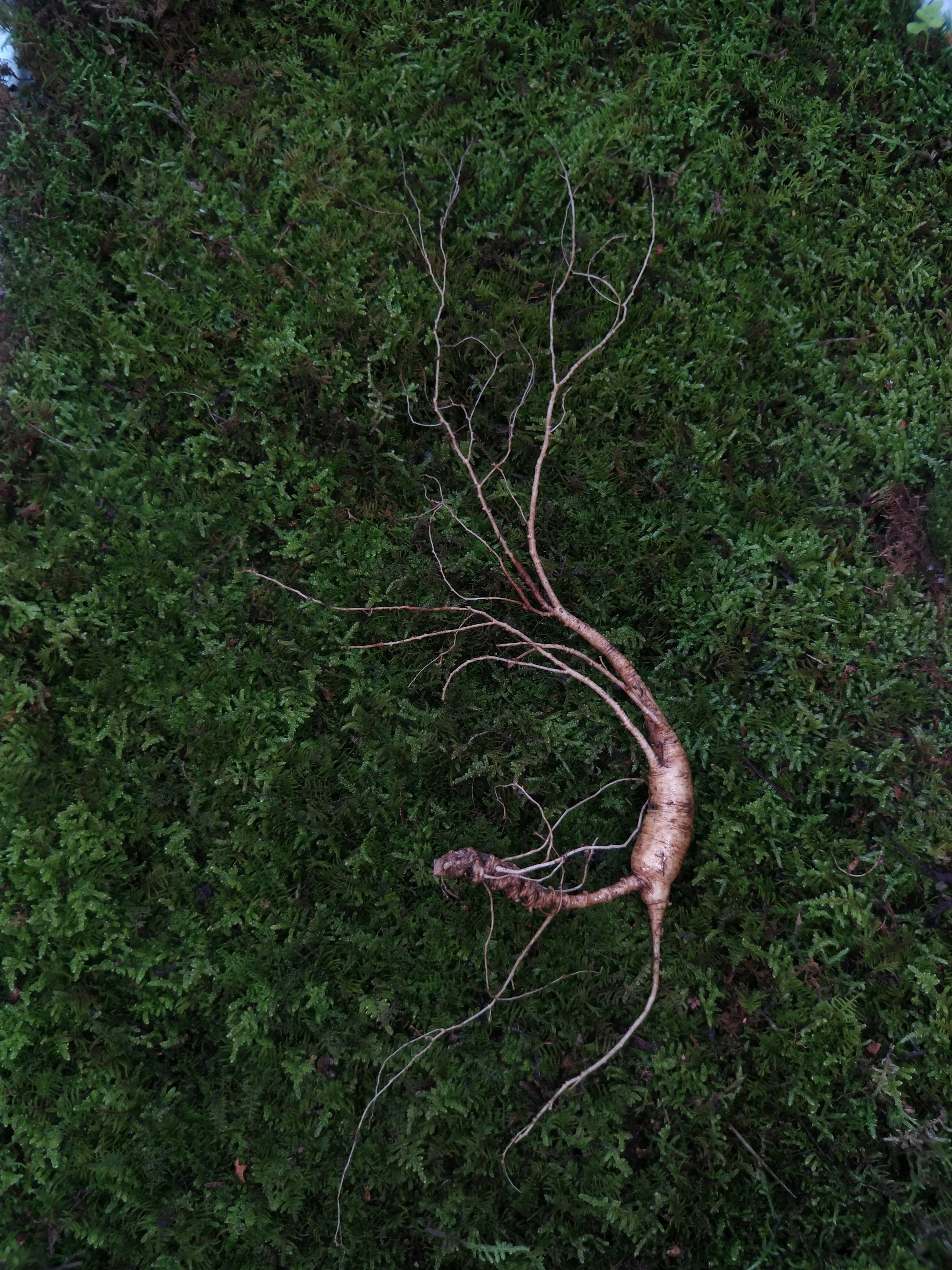 野生人参价格一般多少钱,山上有人参吗野山参价格