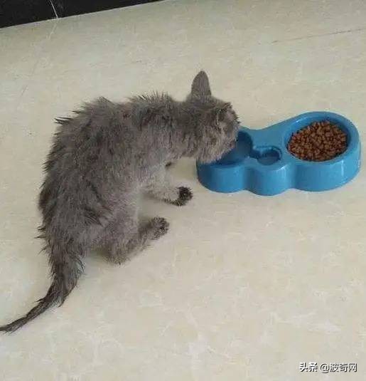 流浪猫英短生宝宝,救助被遗弃的英短蓝猫