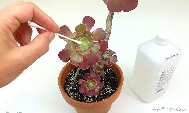 室内蚜虫从哪里来的,如何消灭蚜虫最有效的方法