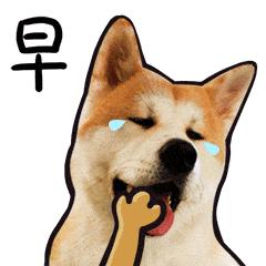 好看又仙气的包书皮推荐,包书皮教程正确开启方式