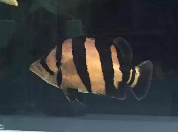 泰虎和印尼虎区别是什么,印尼虎和泰虎一起养