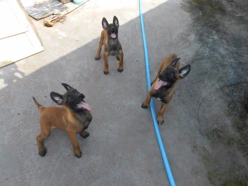 怎么训练马犬喂食防止被咬伤,马犬怎么训练马犬才听话