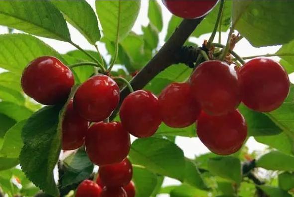樱桃籽怎么种樱桃,大棚樱桃种植怎么变甜