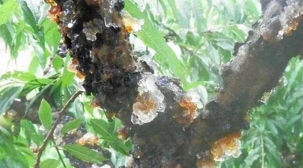 樱桃籽怎么种樱桃,大棚樱桃种植怎么变甜