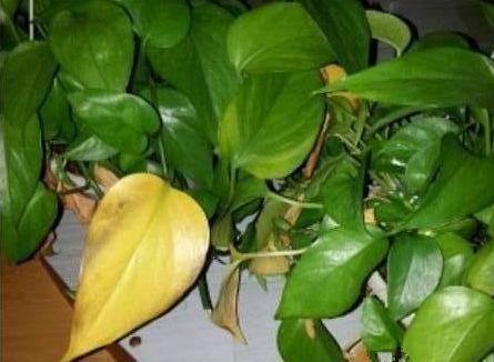 绿萝发黄啤酒能浇绿萝吗,绿萝的叶子发黄该怎么办