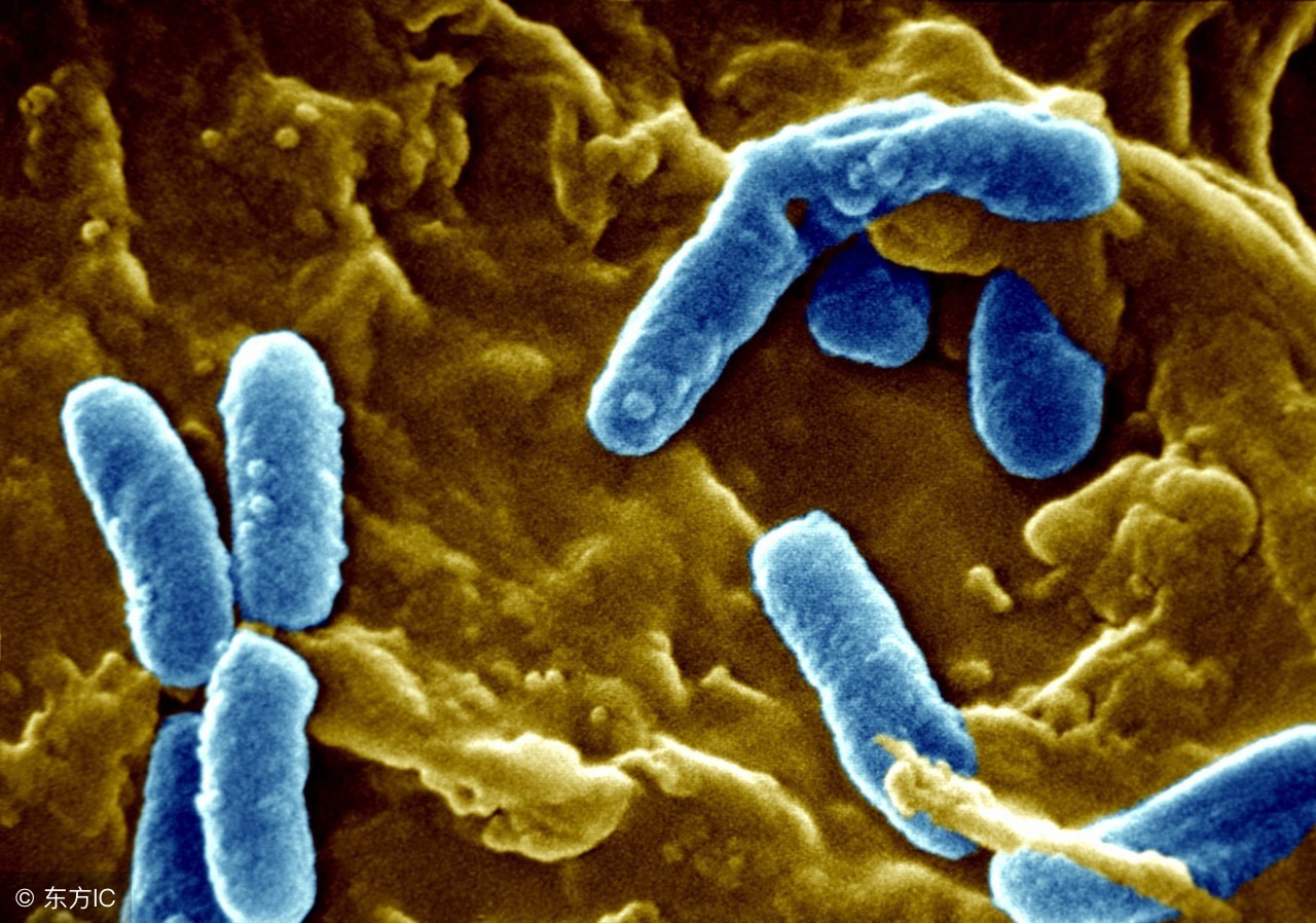 肛门瘙痒出血是什么原因,成年人的肛门瘙痒是什么原因