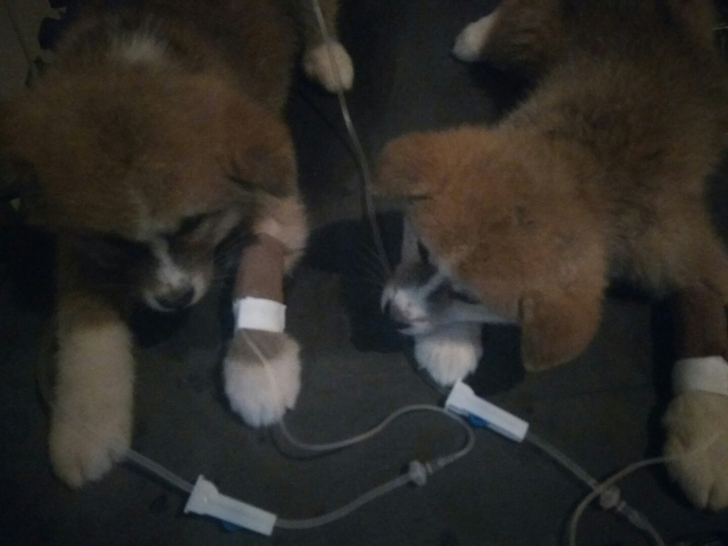 犬细小病毒的诊断与治疗论文,犬细小病毒单克隆抗体