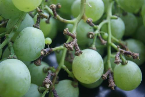 葡萄疫病用什么杀菌剂好,防治葡萄病害的优质杀菌剂