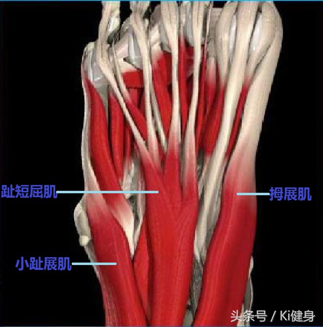 足部运动学,足部解剖及常见问题